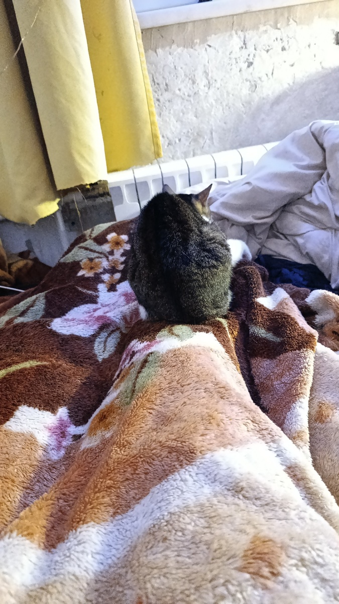 Греется на ногах