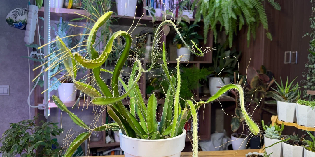 Прощаюсь без жалости: избавился от 5 комнатных растений с интересной историей