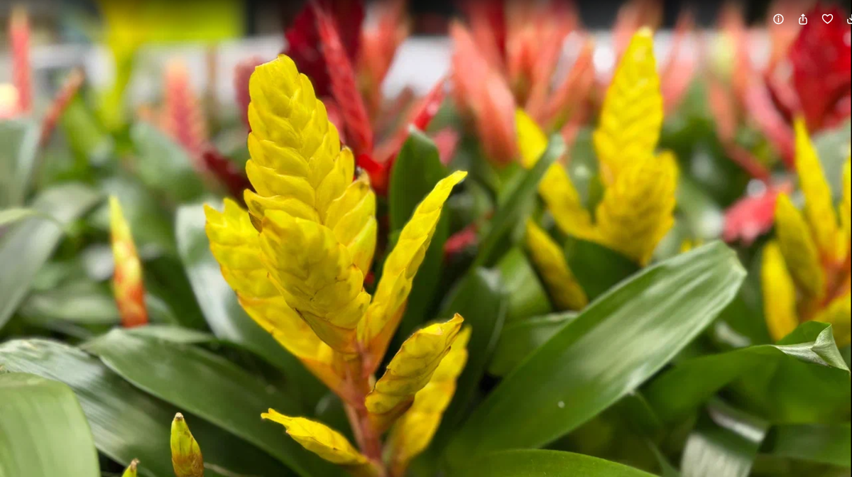 Вриезии и гузмании у меня тоже, кстати, когда-то были, и с ними тоже не срослось...