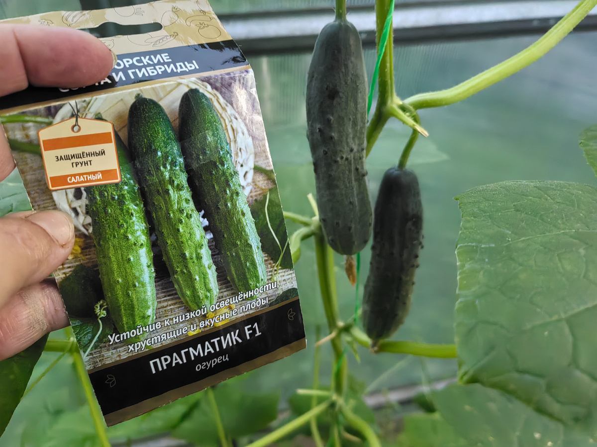 раньше всегда Прагматик был как на фото с пакетика. В этот раз выросло что-то другое.