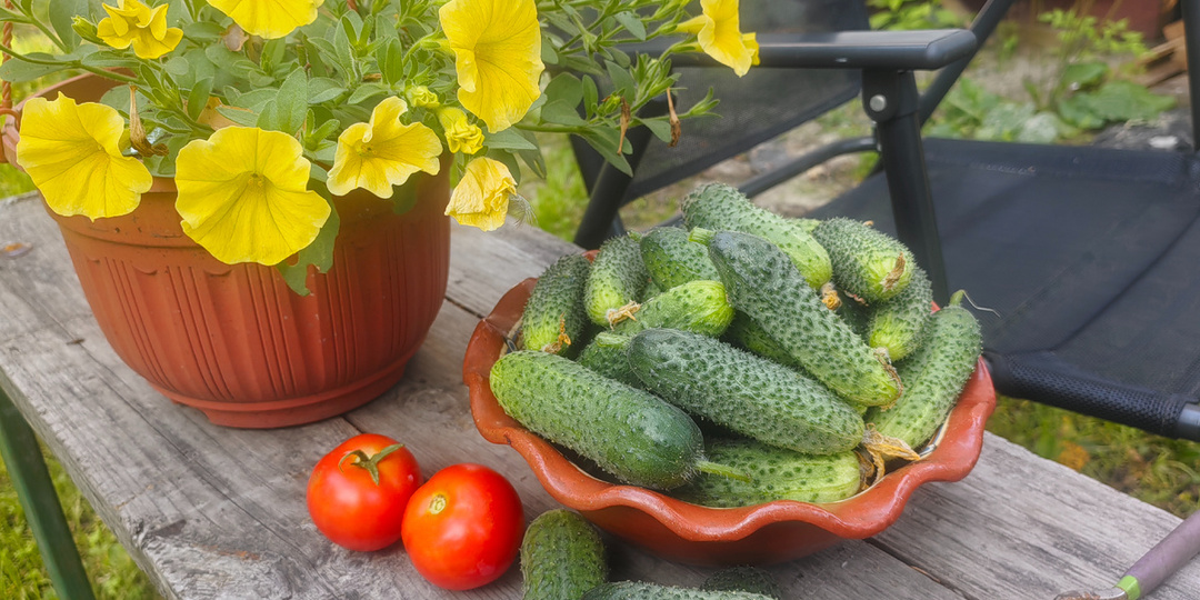 Два сорта огурцов, которые вывезли на себе весь урожай 2025. Возьму их в следующий сезон