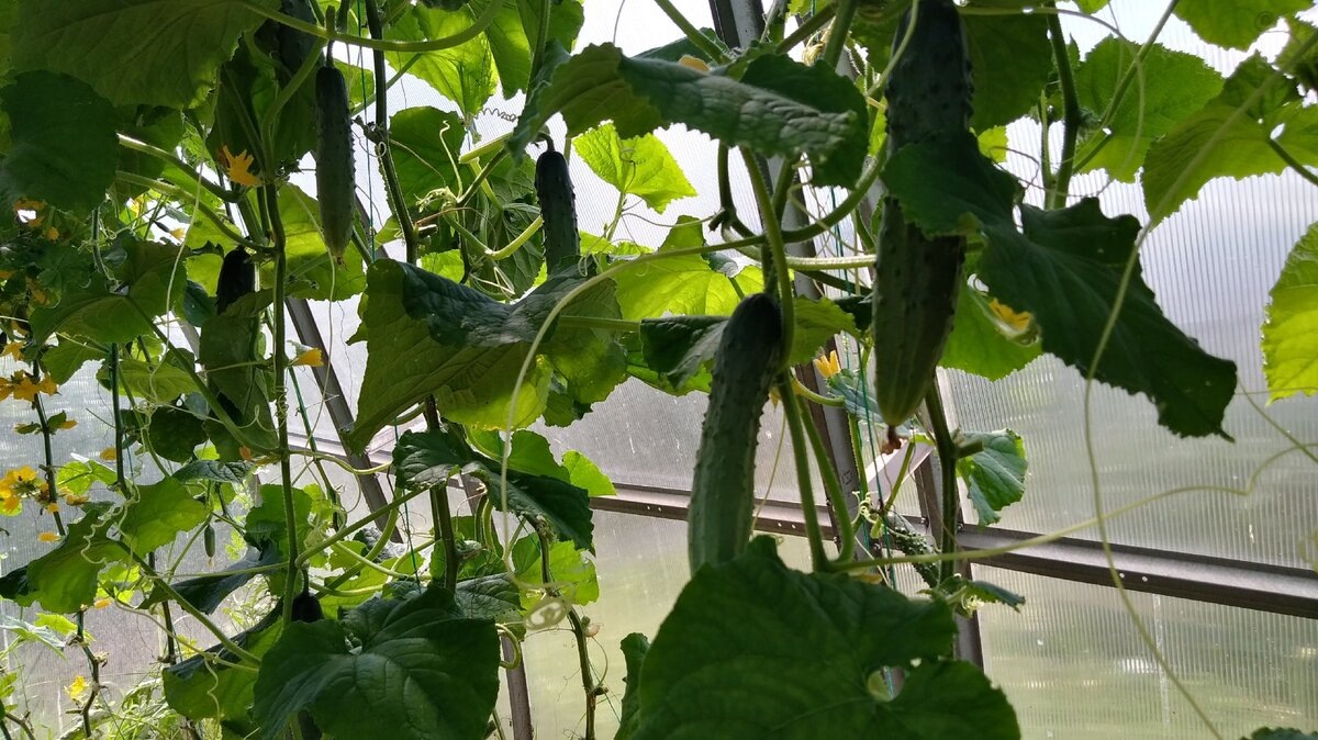 Прагматики, какими они были раньше.