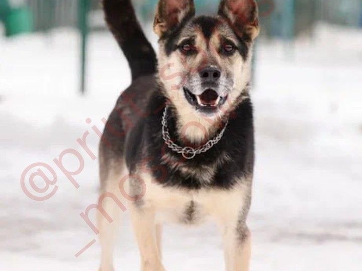 Купер — пес, который любит движение и приключения