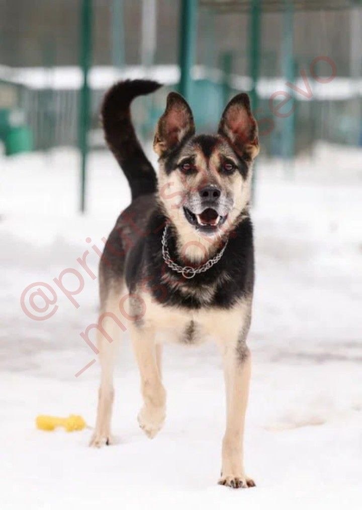 «Собака есть единственное животное, верность которого непоколебима.»
Жорж Бюффон