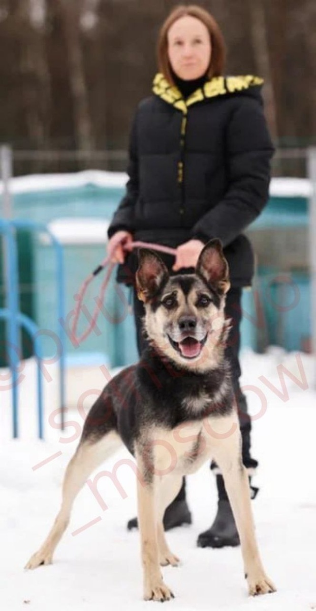 «Если собака — это все, что у тебя есть, ты все равно богатый человек.»
Луис Сабин