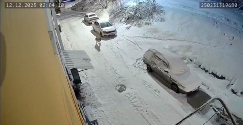    фото: © Камеры видеонаблюдения посёлка Надвоицы