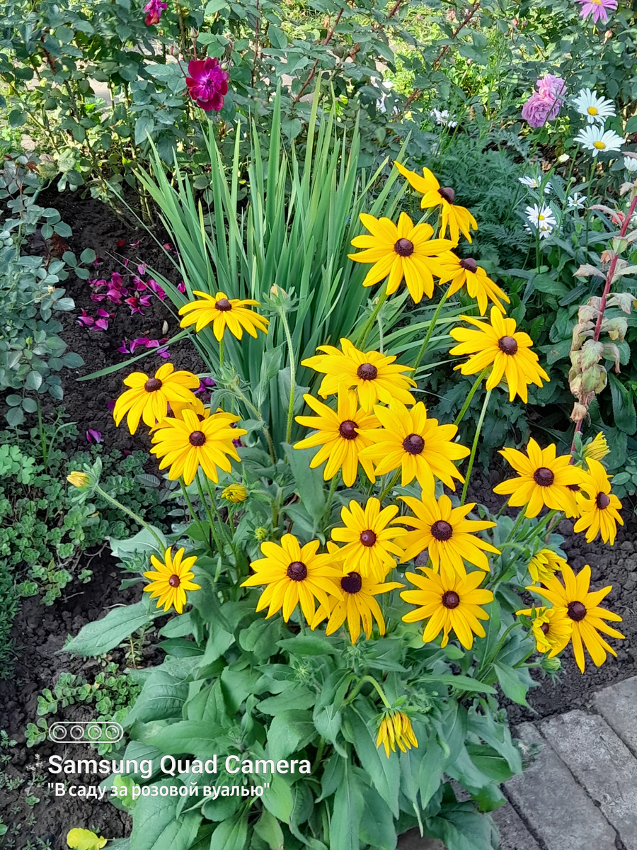 Рудбекия блестящая 'Goldsturm'