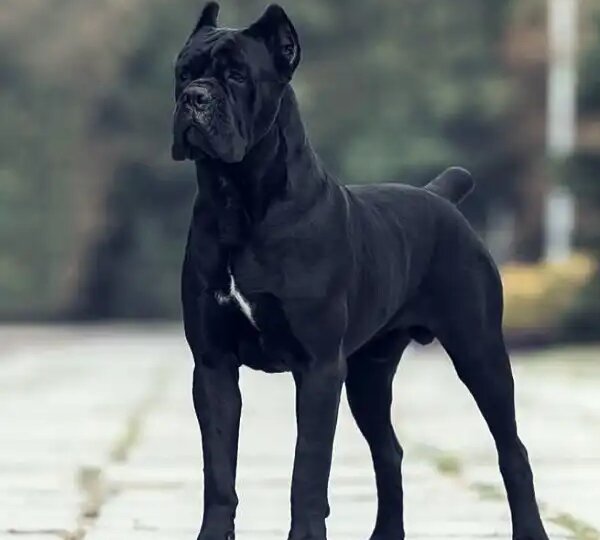 Кане корсо: сила, ум и верность в одном погоне