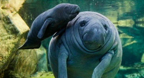 Тот кто помнит Новый год. Восьмоё конкурсное задание