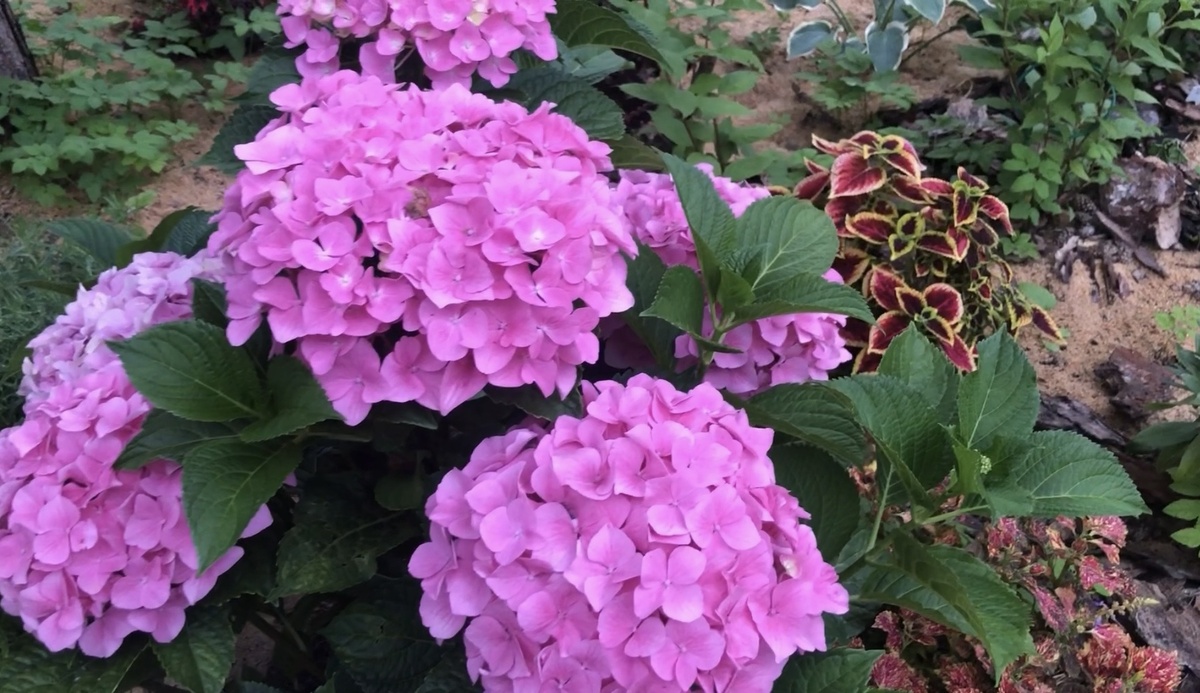 Гортензия крупнолистная ремонтантная Герда Штайнигер перезимовала в грунте и так цвела в августе 2025