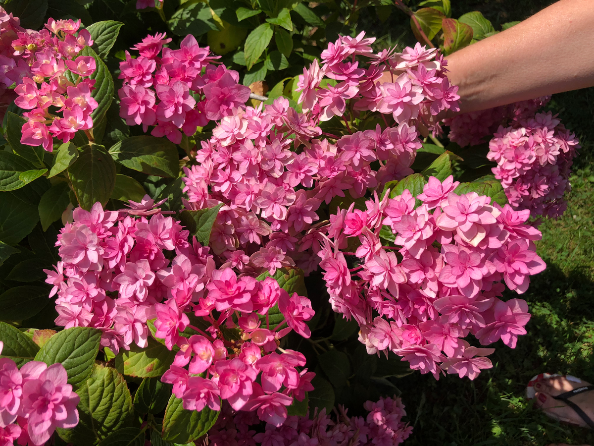 Гортензия You & Me Perfection в саду моей подруги. Зимует с укрытием. Август 2025