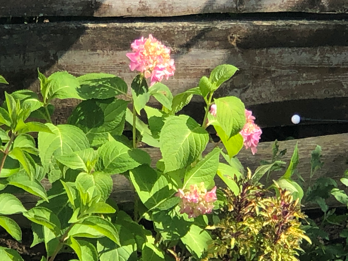 Моя гортензия Бесконечное лето из черенка, середина июля 2025. 