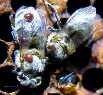 Клещ вароа, главный враг пчеловода и пчёл. Методы борьбы с паразитом.