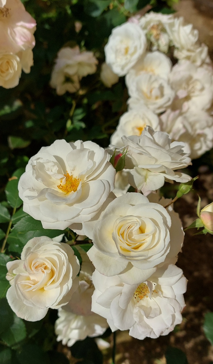 Мидсаммерсноу. Флорибунда