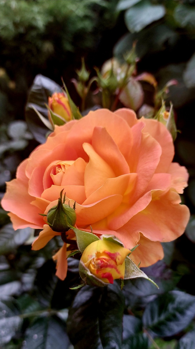 Голдэльзе. Флорибунда