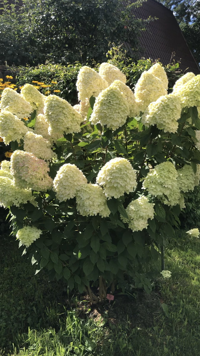 Гортензия метельчатая Лаймлайт, август 2025