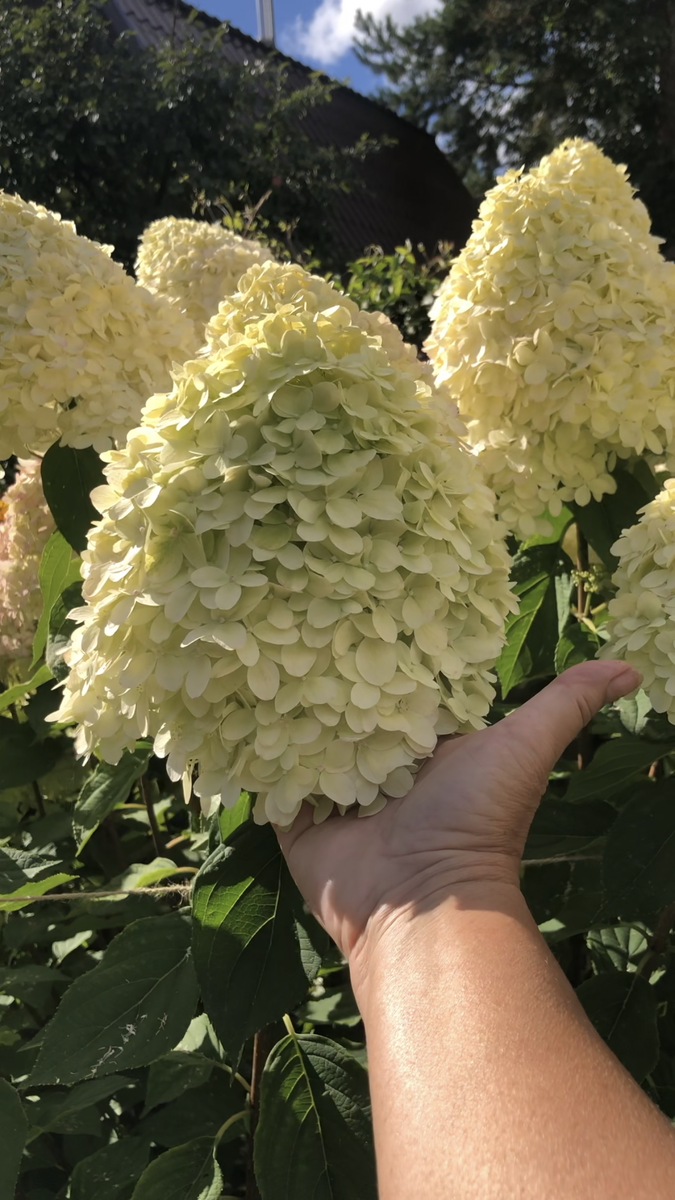 Метельчатая гортензия Лаймлайт, август 2025