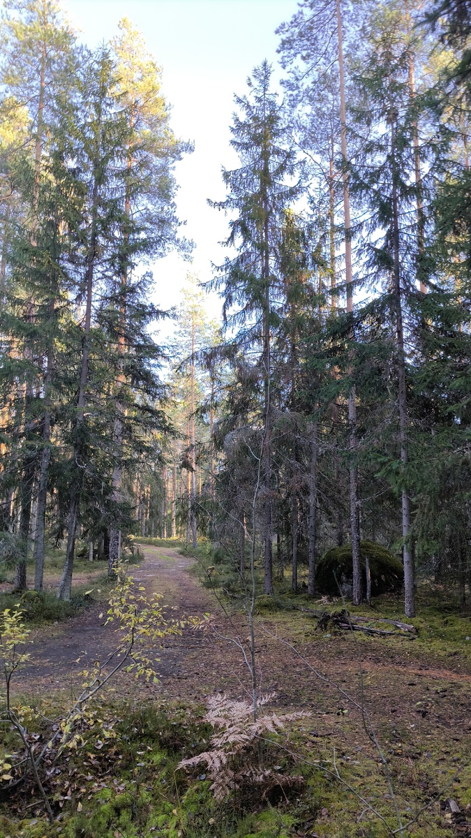 Внутренний компас выведет из леса сомнений и страха
