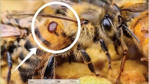 Одно из органических средств и способов борьбы с клещём вароа.