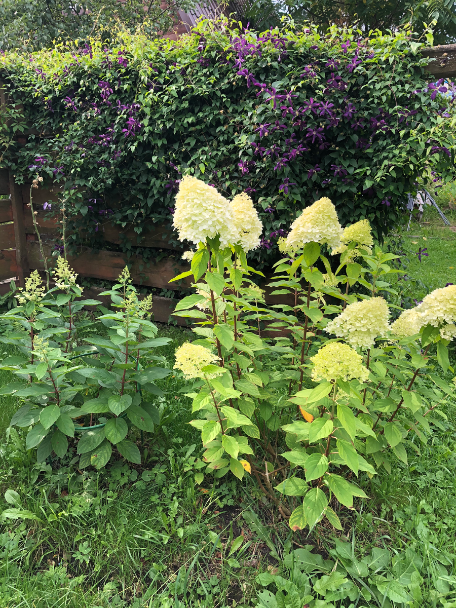 Гортензии Юник и Лаймлайт, 2021 год