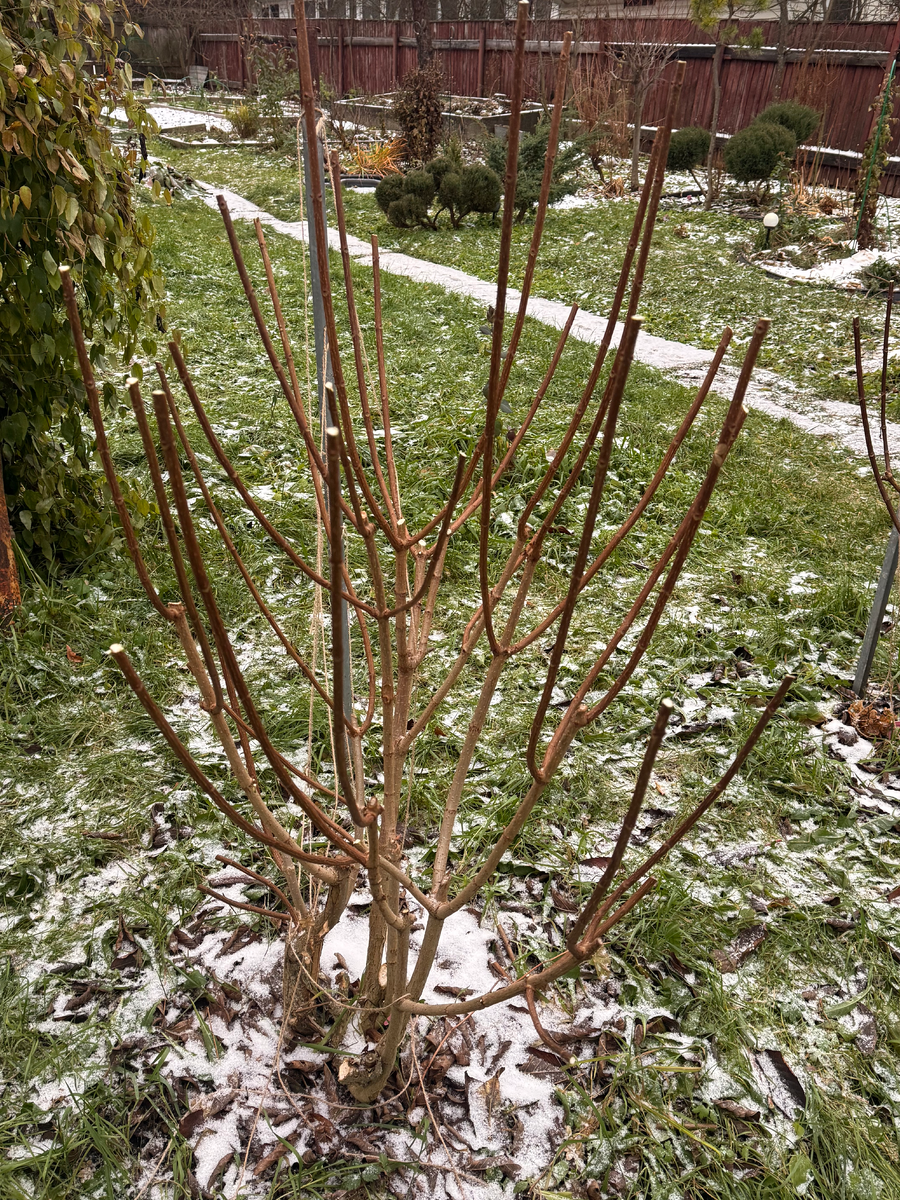 Обрезка гортензии Лаймлайт, декабрь 2025