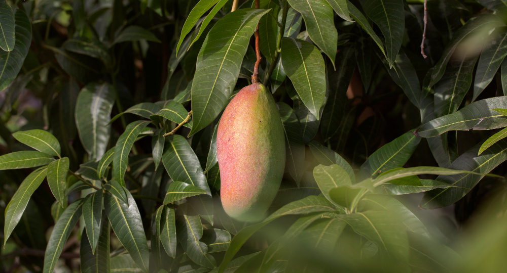 Как африканское манго приходит в российскую пищевую промышленность