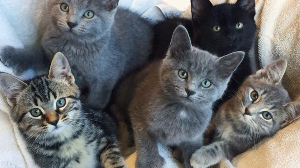 🐱Учёные выяснили, что у кошек есть 5 типов личности! А какой тип у вашей?