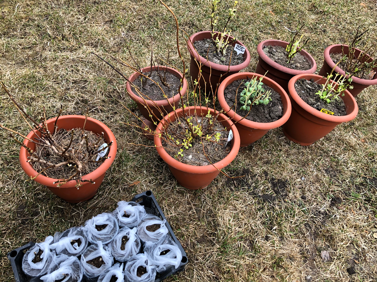 Крупнолистные гортензии в кашпо, конец марта 2025