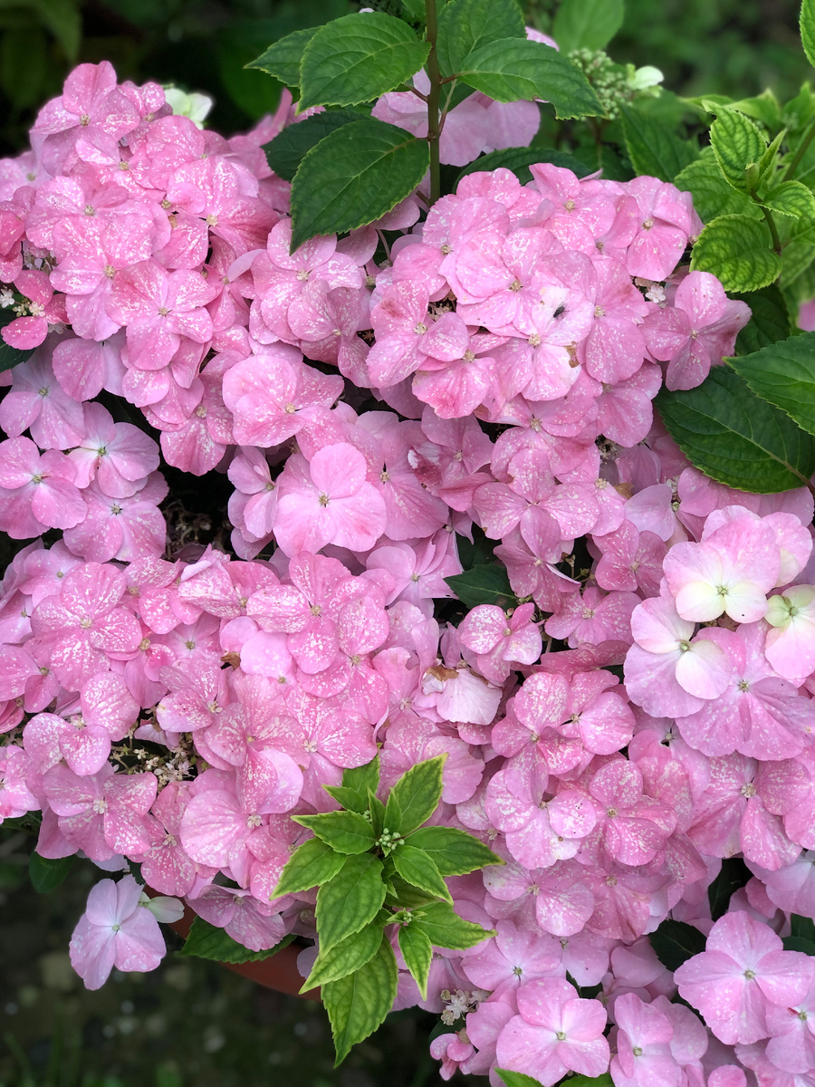 Крупнолистная гортензия Френч Болеро в кашпо, конец июня 2025