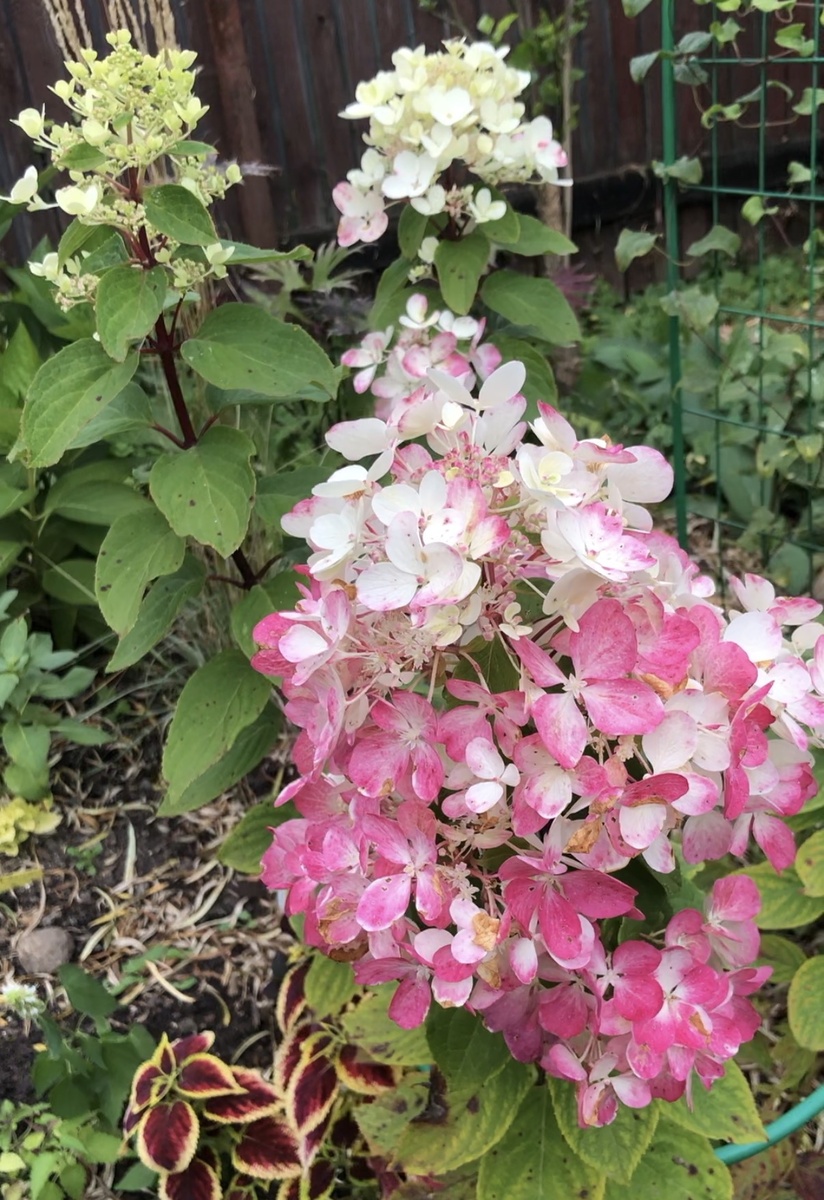 Гортензия метельчатая Даймонд Руж, сентябрь 2025