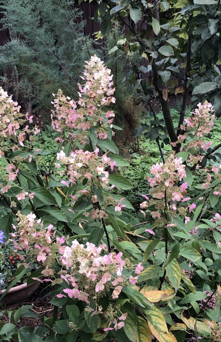 Гортензия метельчатая Юник, сентябрь 2025