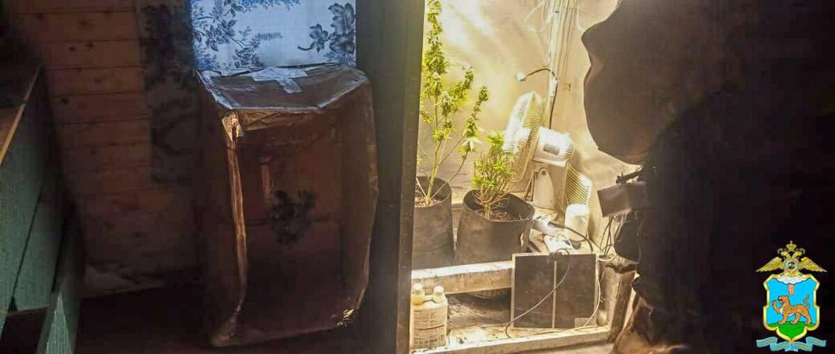 В Псковской области пресекли выращивание наркотических растений
Фото: пресс-служба УМВД России по Псковской области.