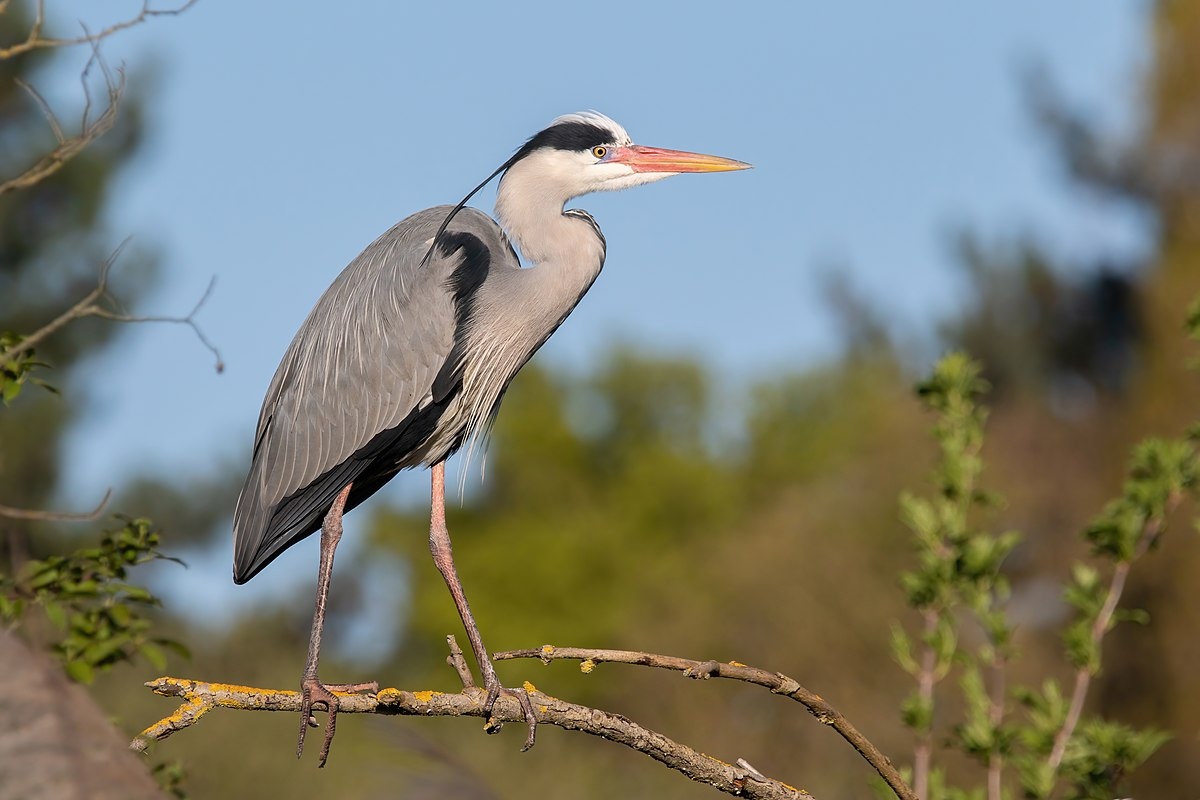 Фото с сайта: https://commons.wikimedia.org/wiki/File:Grey_heron_2022_04_03_03.jpg