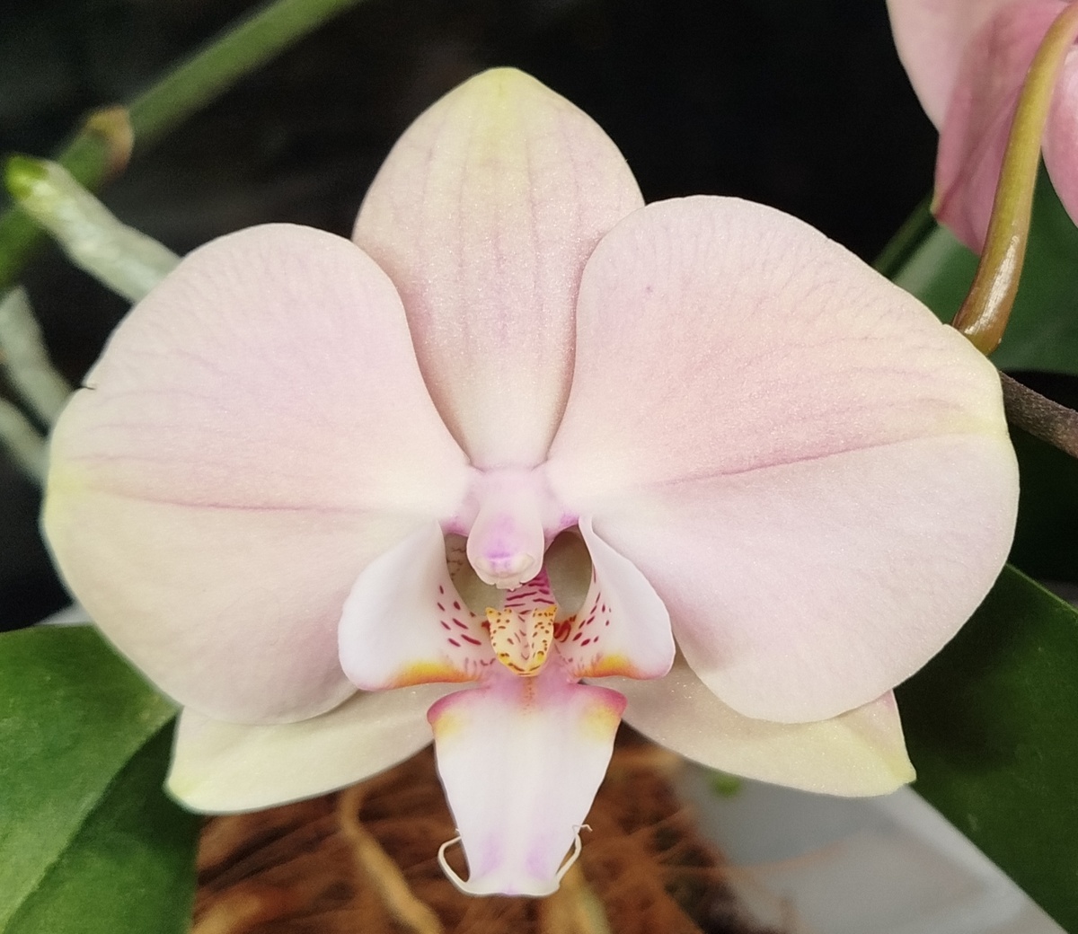 Орхидея фаленопсис Рим орхопортрет