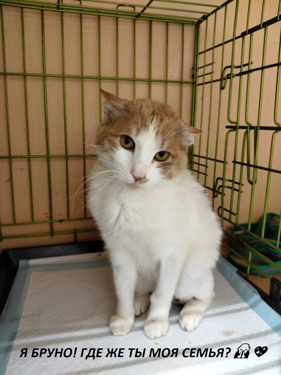 Моё имя Бруно, яхороший мальчик, но оказался никому не нужен 😿