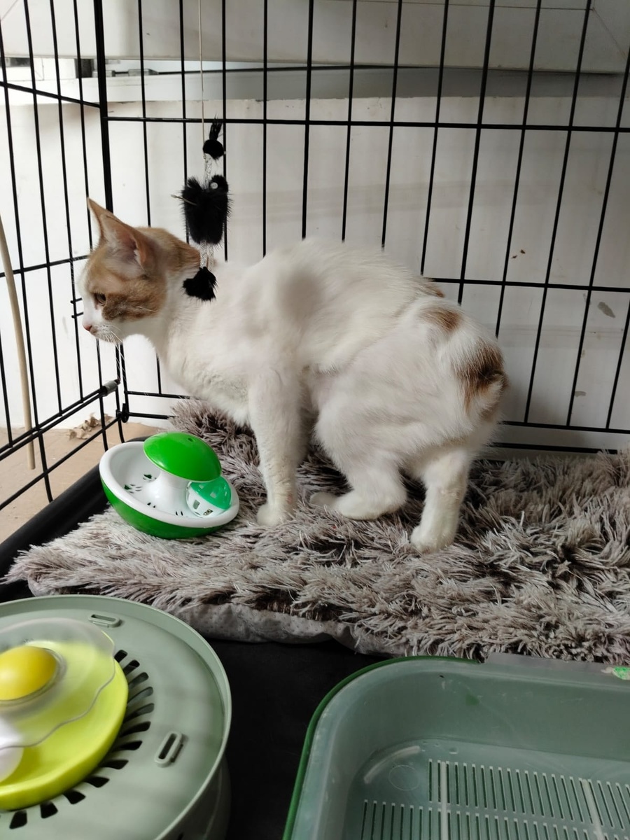 У котика видно, что мышцы сильно ослаблены из-за нехватки движения.