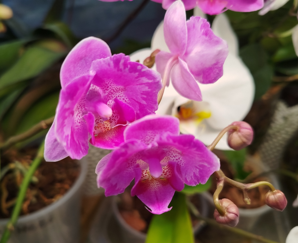 11 февраля начало роспуска орхидеи Little Meri
