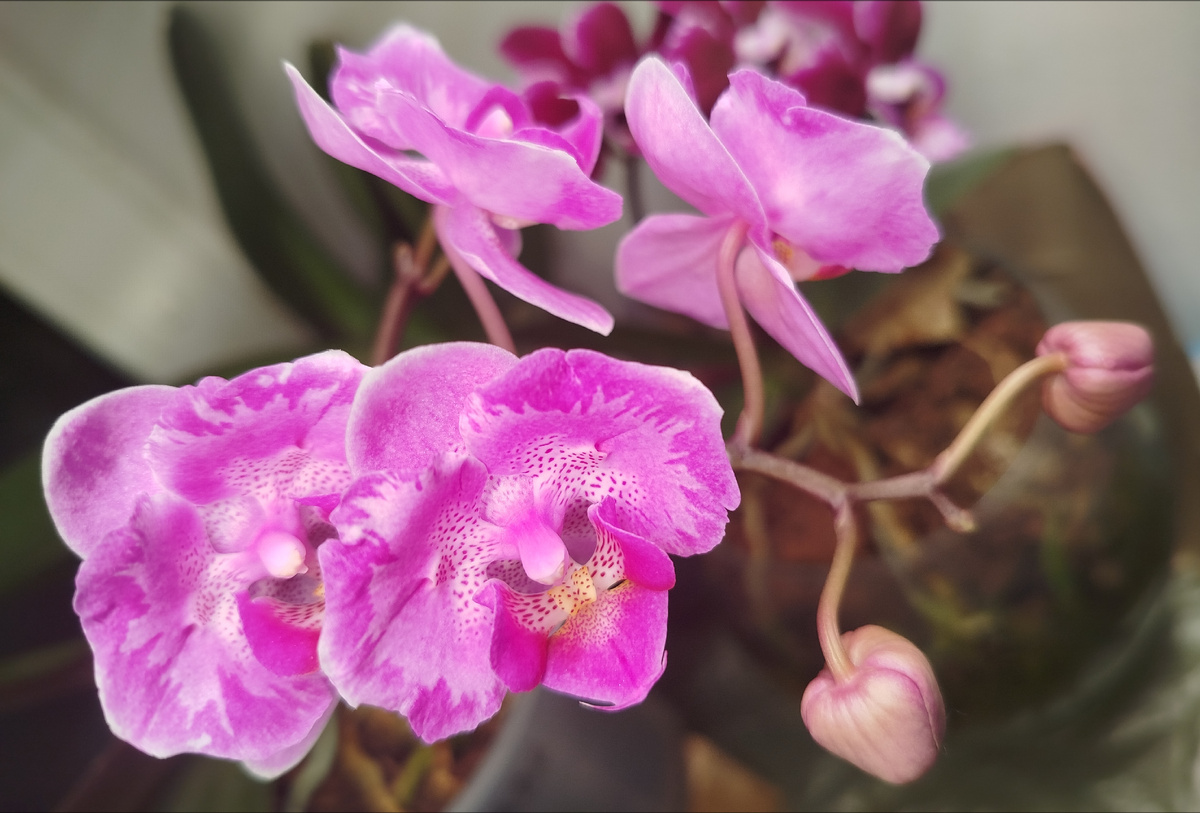 21 февраля 2025 фаленопсис Литтл Мери 