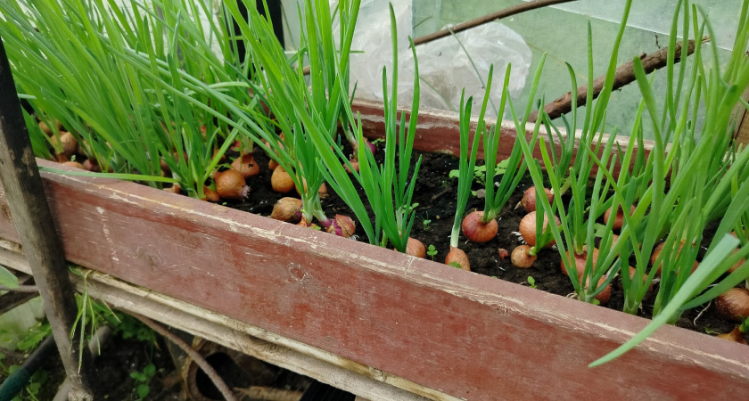    Фото progorod43.ru