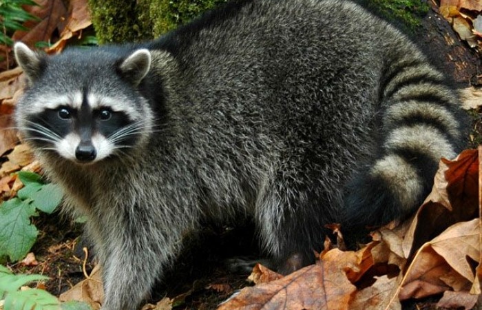 Енот-полоскун.