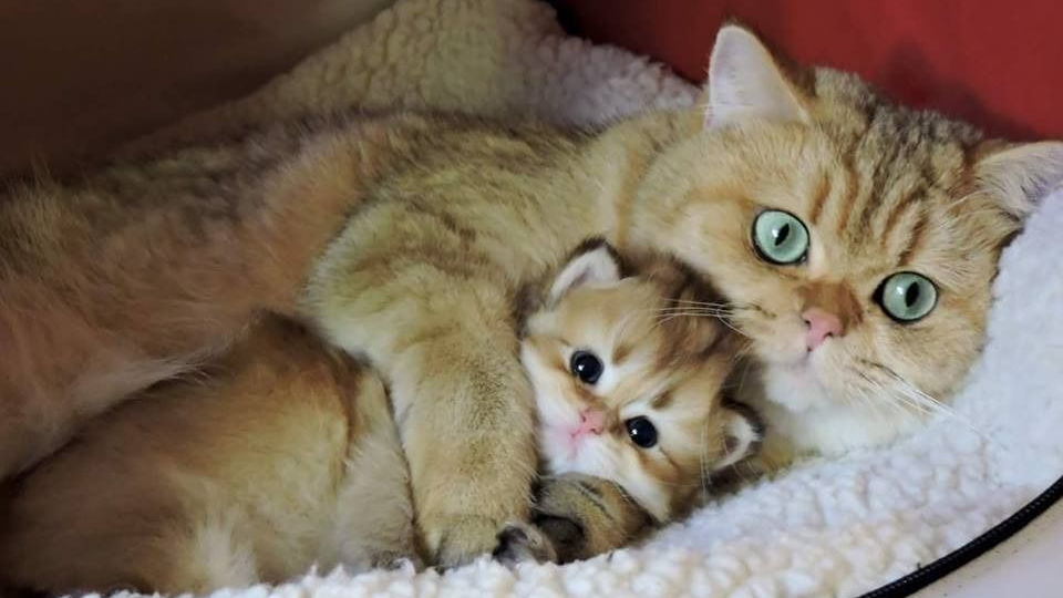 🐱Зачем кошка отгрызает усы своим котятам: 4 причины