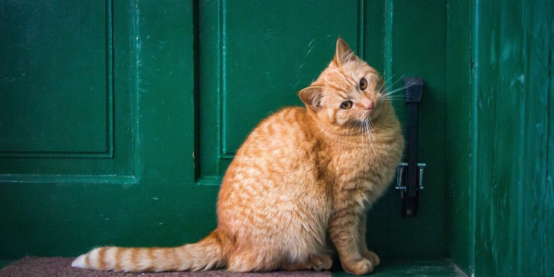 🐱Почему нельзя выгонять кошку, которая пришла в ваш дом