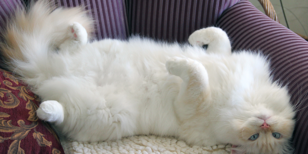 😻Рагамаффин - что это за порода кошек и чем она уникальна