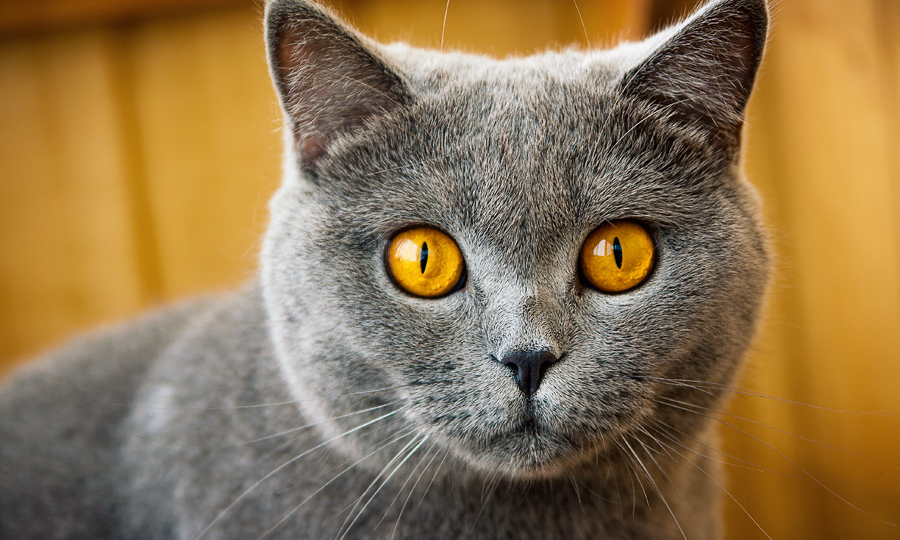 😾Почему нельзя смотреть кошке в глаза