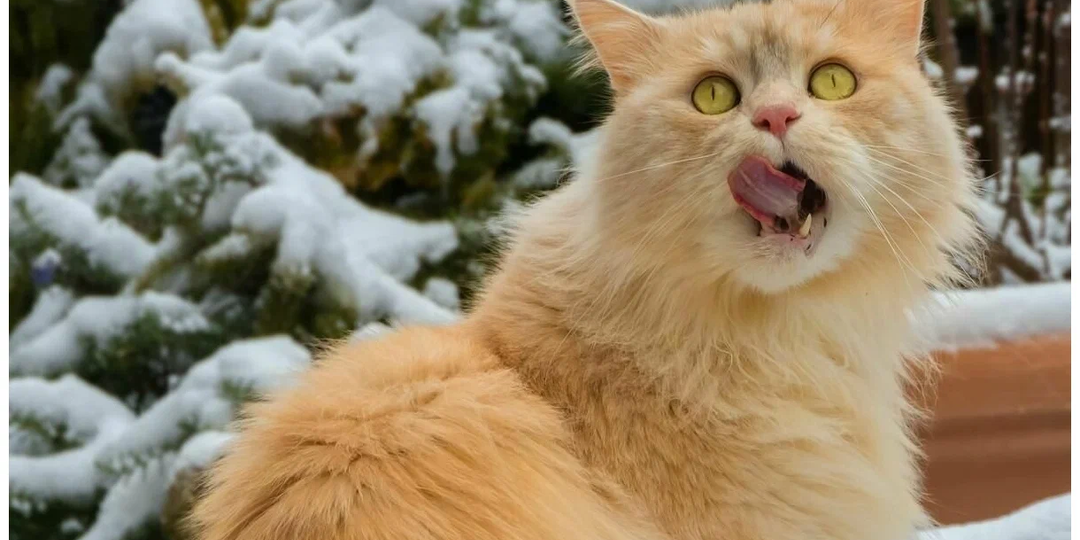 🐱Трихобезоар у кошки в желудке: не застрахован никто. Чем опасно и что с этим делать