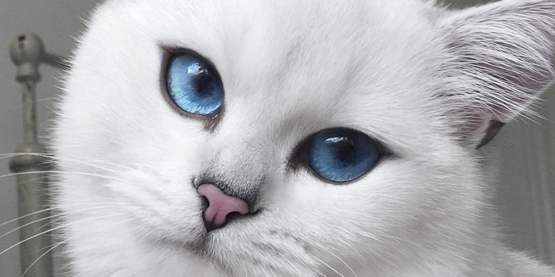 😻Самые красивые и милые породы кошек с голубыми глазами: полюбуйтесь на них!