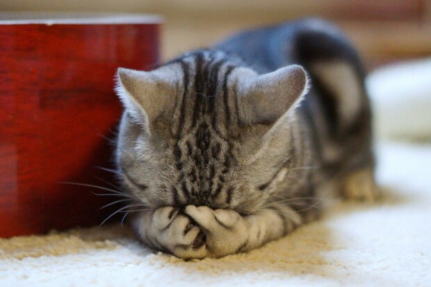 😿Какие действия хозяина могут сократить жизнь его кошки