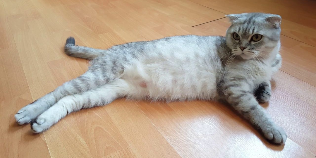 🐱Можно ли стерилизовать беременную кошку