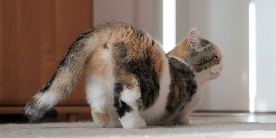 🐱Можно ли стерилизовать кошку во время течки