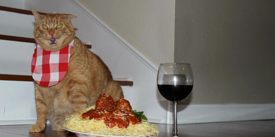 🐱Почему кошка много ест и никак не наедается